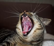 Cat Animal Mammal