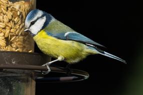 Blue Tit Bird Animal