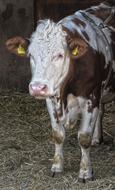 Calf Animal Portrait Beef