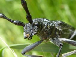 Longhorn Beetle Insect
