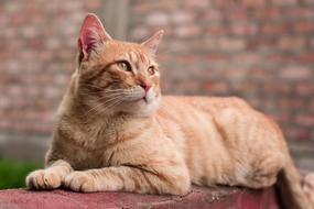 Nice Animalia Cat