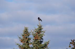 Bird Pine Tree Nature