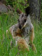 Kangaroo Zoo Brno Mammal