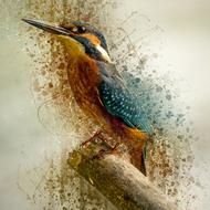 Alcedo Atthis Common Kingfisher