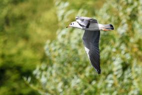 Bird Flight Wings