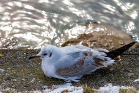 Seagull Bird Animal World