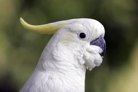 Cockatoo Bird Nature Animal