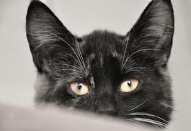 Cat Animal Shelter