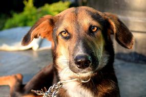 Dog Pet Animal