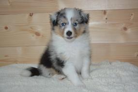 Fluffy beautiful puppy