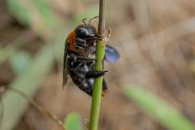 Insect Nature Animal