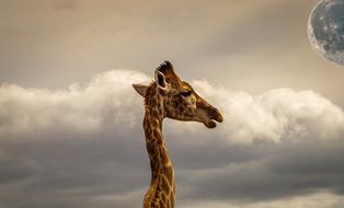 Composing Giraffe Sky