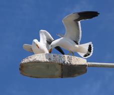 seagulls on a street lamp
