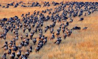 Antelopes Safari Africa