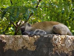 Monkey African