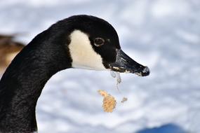 Goose Water Bird Wild