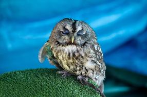 Owl The Raptor Saved Wild