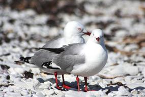 Bird Animal World Nature