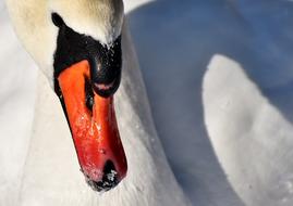 Swan Elegant Noble