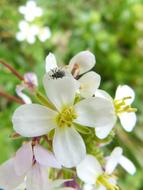 little beetle on the garden flower