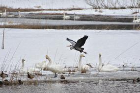 Animal Lake Waterside