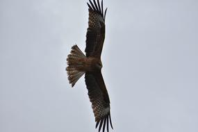 Animal Sky Bird Wild