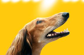 Dog Saluki Greyhound