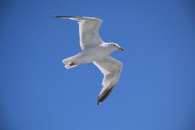 flying gull in the sky