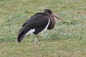 black big bird in nature