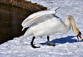 beautiful swan in the snow
