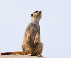 Desert meerkat