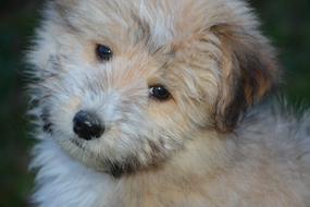 Dog Puppy Portrait