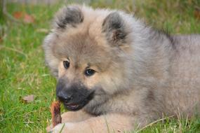 Dog Puppy Pup