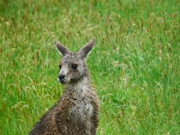 Kangaroo Australia Animal
