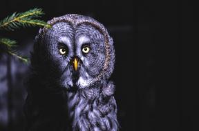 owl hiding in the dark