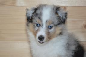 Dog Bitch Puppy Shetland Sheepdog