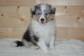 Puppy Shetland Sheepdog Dog