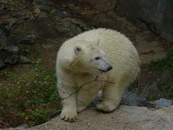 Polar Bear Cub Cute