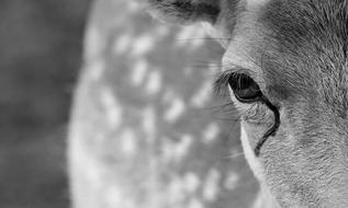 Deer In Tears Black And White