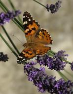 Butterfly Insect at living Nature garden