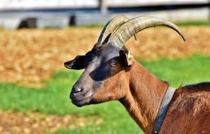 Billy Goat Horns