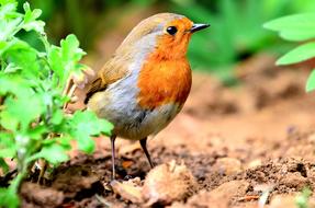 Wildlife Bird Nature