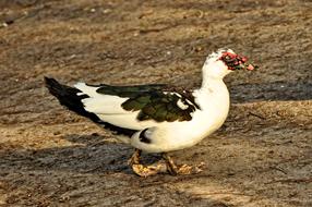 Muscovy Duck Animal
