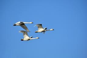 Animal Sky Bird Wild