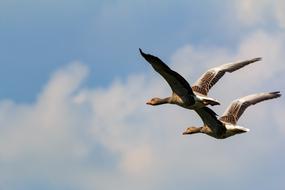 Bird Animal World Flight