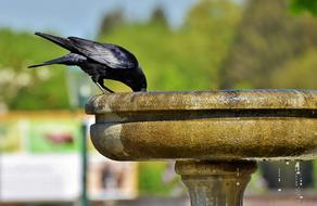 raven drinking water from a fountain