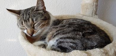 Animal Cute Domestic