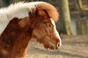 Shetland Pony Horse