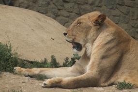 Mammal Animal World Nature