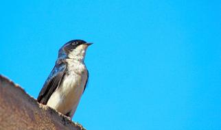 bird looking up into the sky
